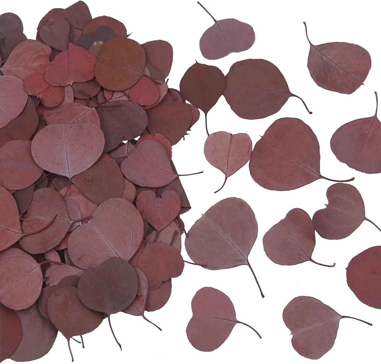 200Pcs Preserved Real Eucalyptus Leaves Red Natural Dried Eucalyptus Leaves
